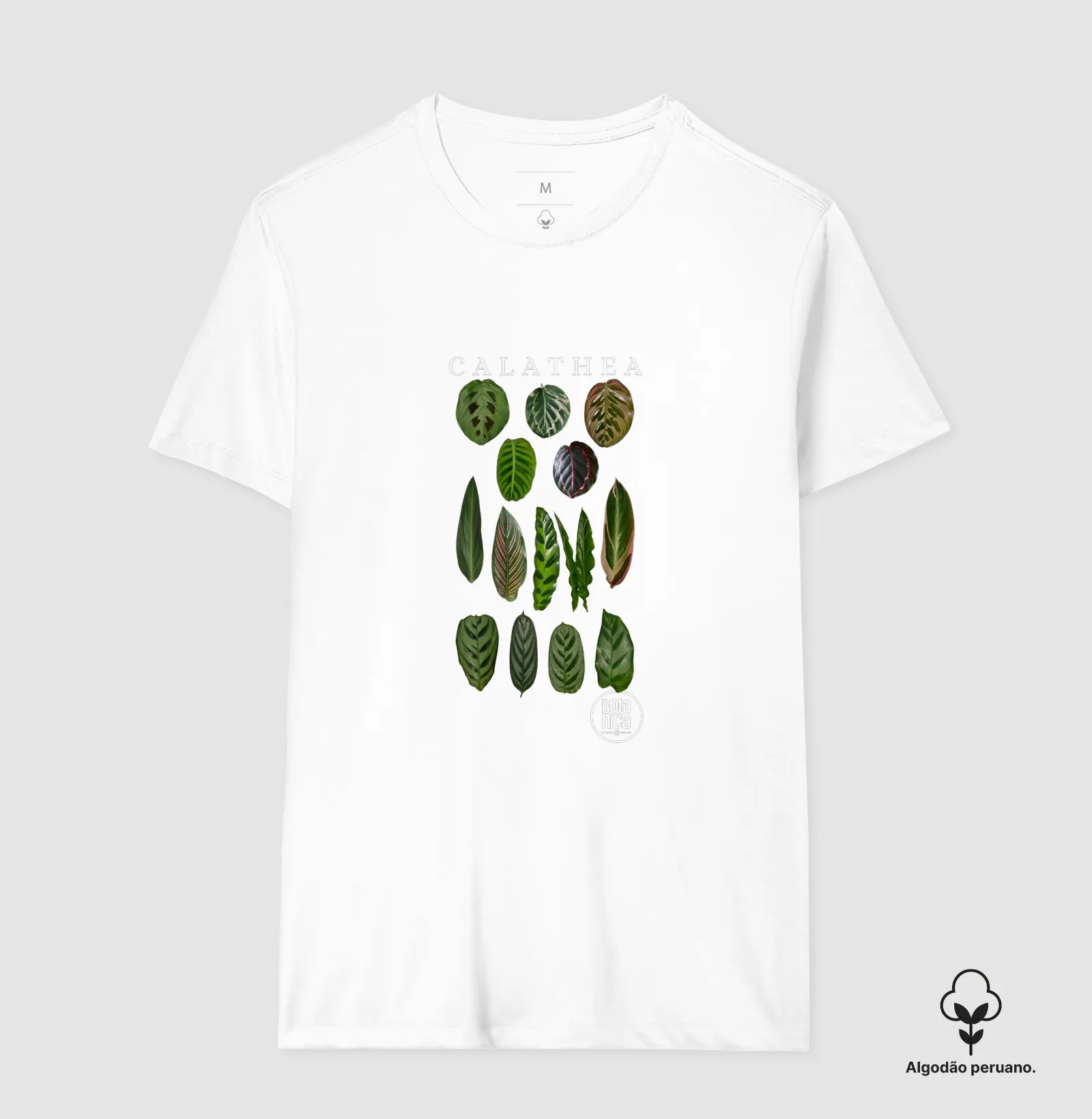 Calatheas - Imagem 3