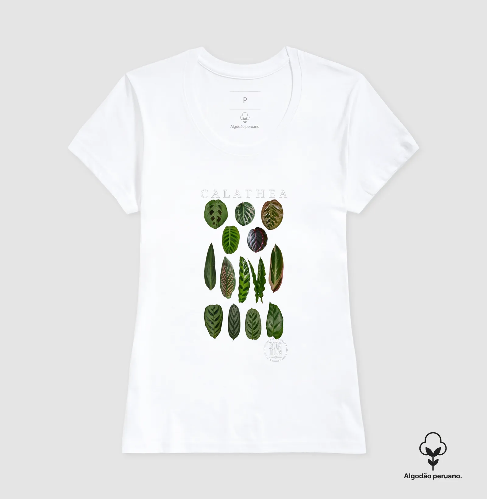 Calatheas - Imagem 4