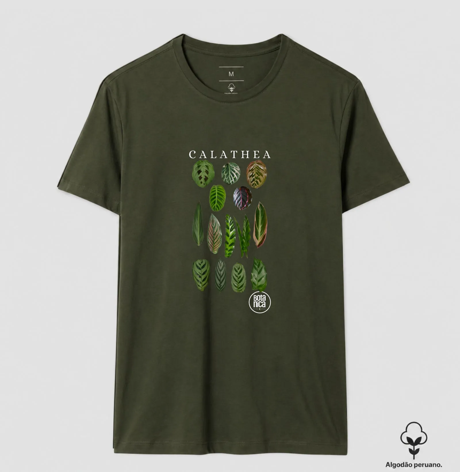 Calatheas - Imagem 9