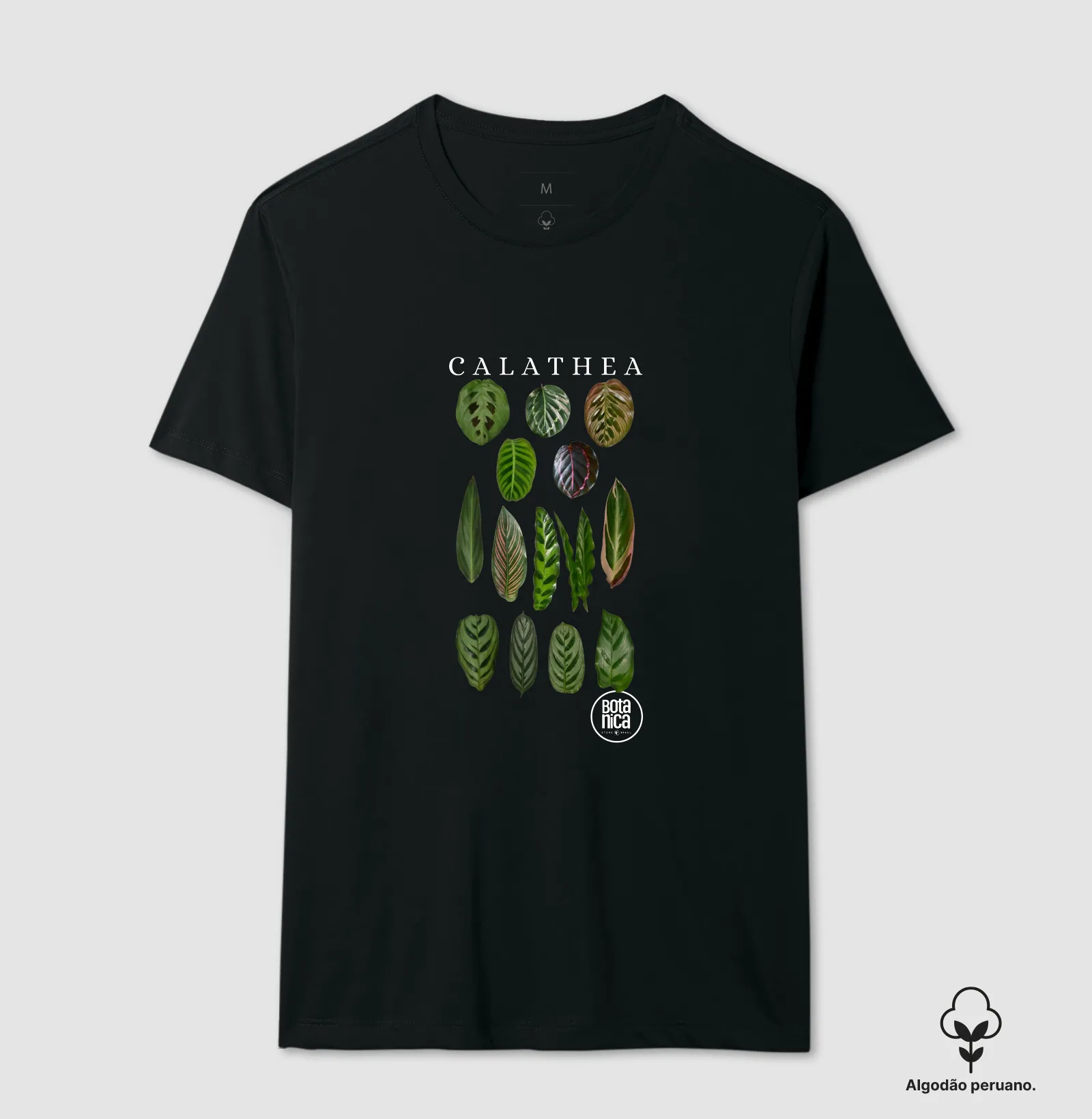 Calatheas - Imagem 5