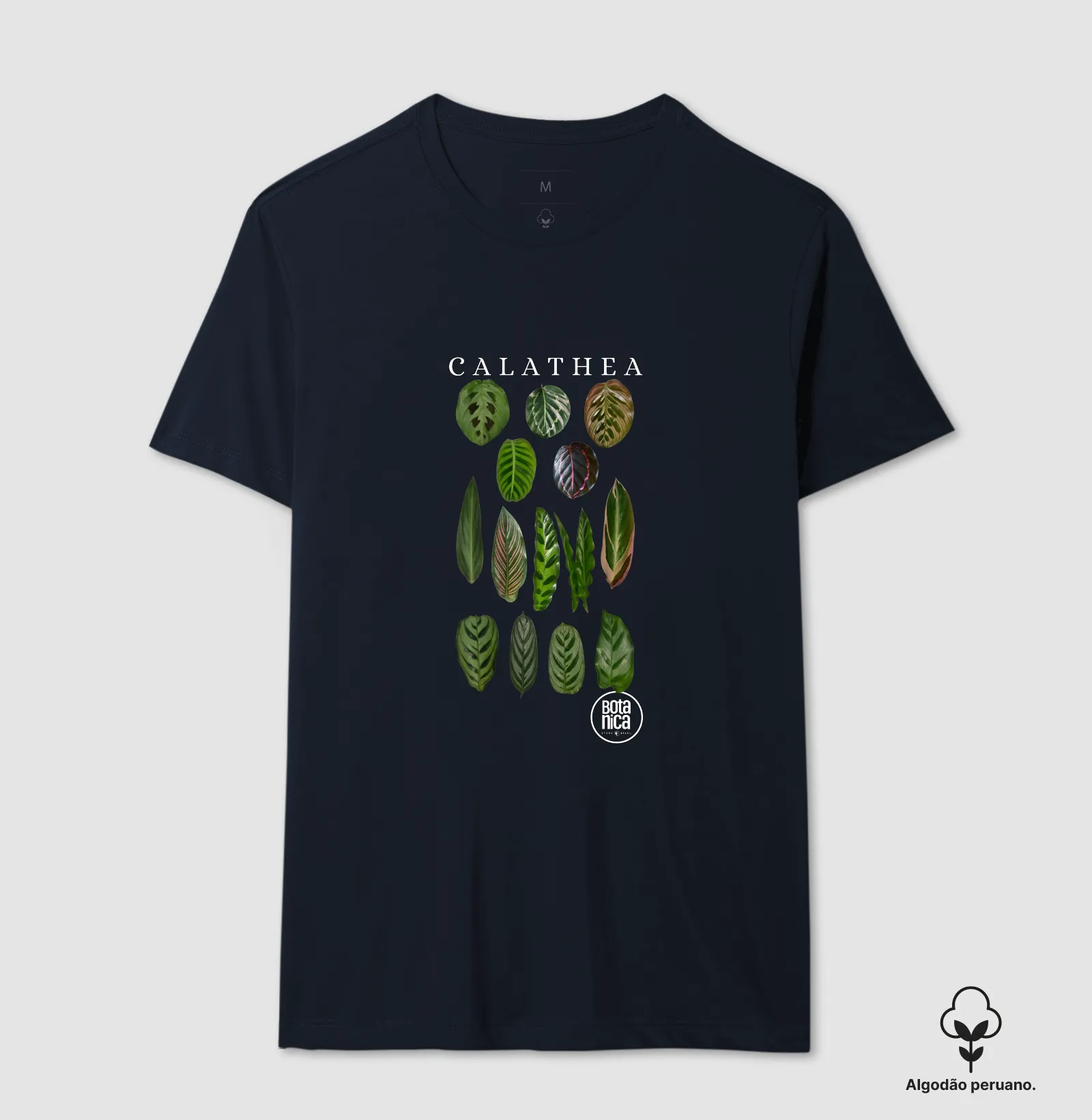 Calatheas - Imagem 6