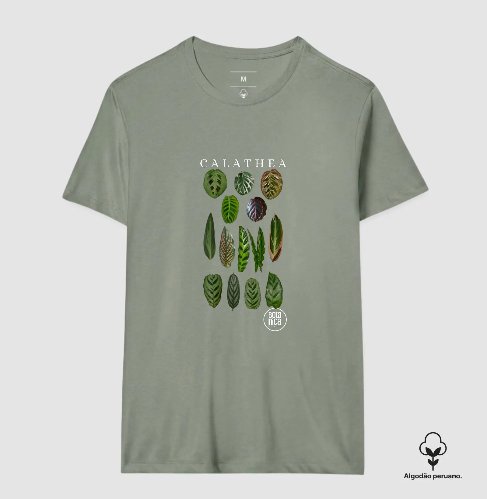 Calatheas - Imagem 7